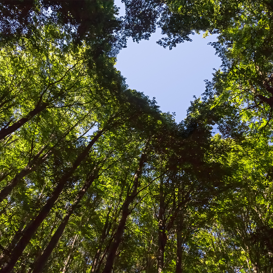 NL Duurzaamheid groen bos