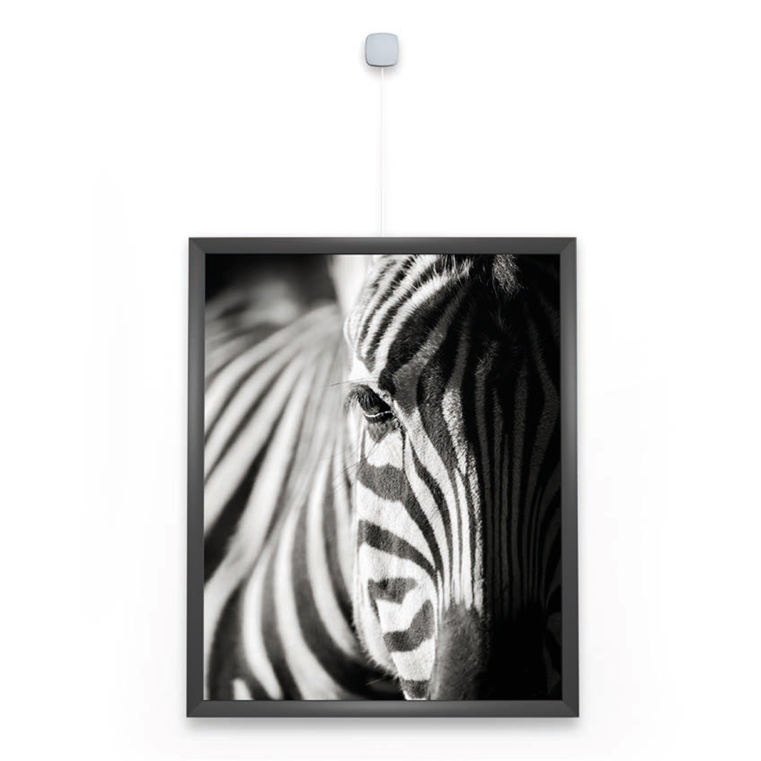 Uniq Hanger close up met zebra