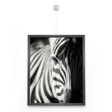 Uniq Hanger close up met zebra
