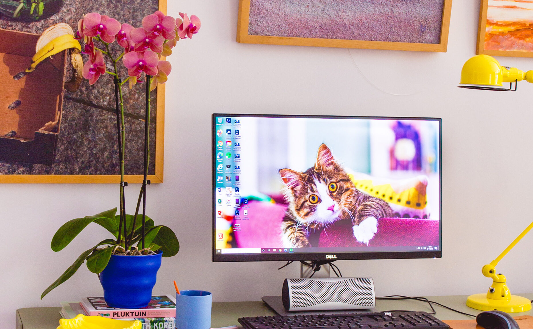 NL thuiswerkplek kleurrijk kat computer